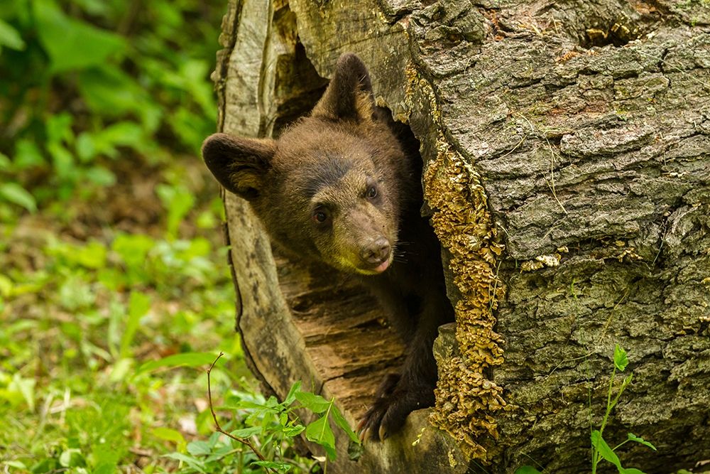 Minnesota-black bear cub-captive